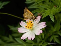 Ampittia dioscorides dioscoride