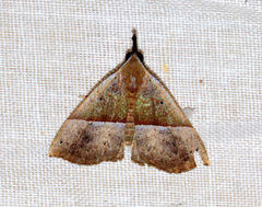 Hypena iconicalis