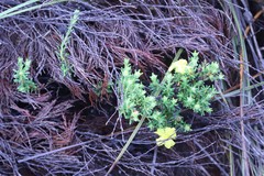 Hibbertia setifera