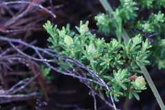 Hibbertia setifera