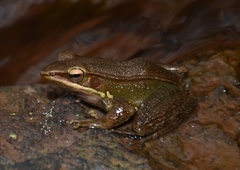 Indosylvirana caesari