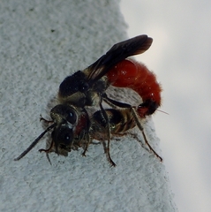 Eotrogaspidia auroguttata