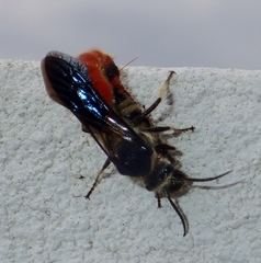 Eotrogaspidia auroguttata