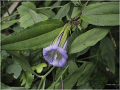 Tripterospermum lanceolatum