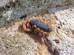 Tityus bahiensis