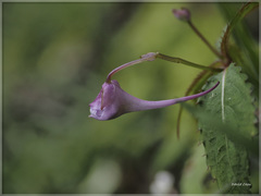 Impatiens devolii
