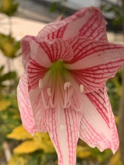 Hippeastrum striatum