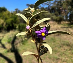 Solanum nemophilum