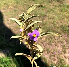 Solanum nemophilum