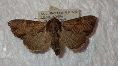Apamea crenata