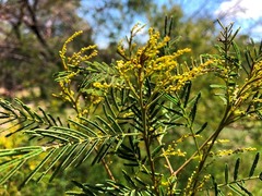 Acacia deanei