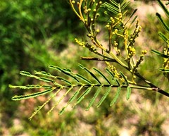 Acacia deanei