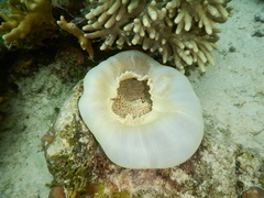 Amplexidiscus