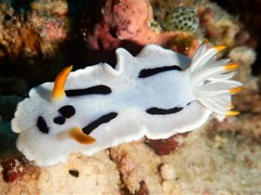 Chromodoris alcalai