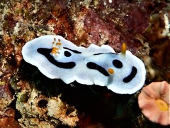 Chromodoris alcalai