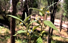 Olearia canescens