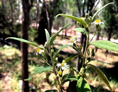 Olearia canescens