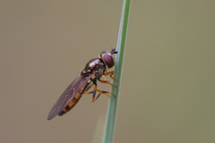Platycheirus clypeatus