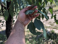 Eucalyptus decorticans