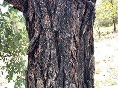 Eucalyptus decorticans