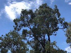 Eucalyptus decorticans