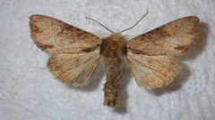 Apamea crenata