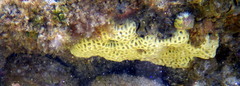 Holopsamma laminaefavosa