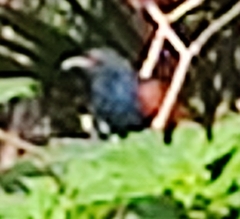 Centropus sinensis parroti