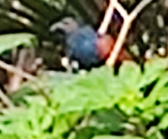 Centropus sinensis parroti