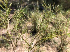 Acacia loroloba
