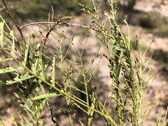 Acacia loroloba
