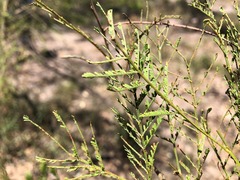 Acacia loroloba