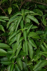 Strobilanthes callosa