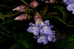 Strobilanthes callosa