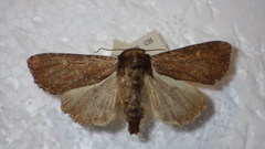 Apamea crenata