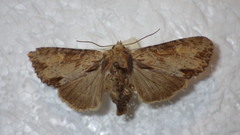 Apamea crenata