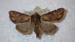 Apamea crenata