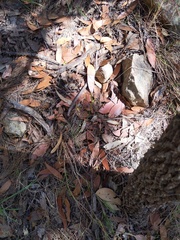 Cryptostylis hunteriana