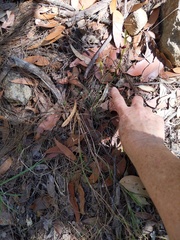 Cryptostylis hunteriana
