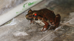 Limnonectes macrodon