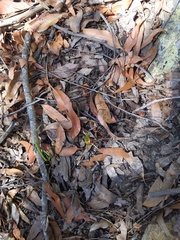 Cryptostylis hunteriana