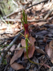 Cryptostylis hunteriana