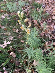 Linaria vulgaris