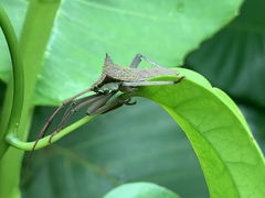 Aspilosterna albovittata