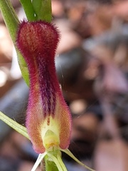 Cryptostylis hunteriana