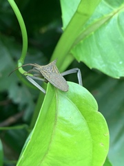 Aspilosterna albovittata