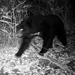 Ursus thibetanus japonicus