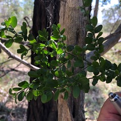 Everistia vacciniifolia nervosa