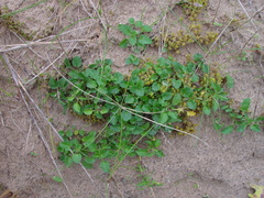 Viola tricolor curtisii