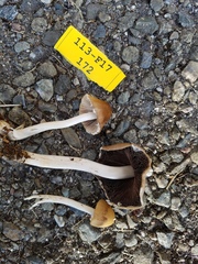 Agaricineae